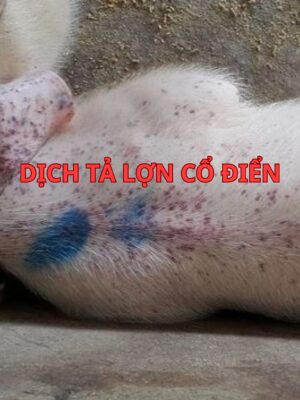 Dịch Tả Lợn Cổ Điển: Nguyên Nhân, Triệu Chứng, Cách Phòng Tránh